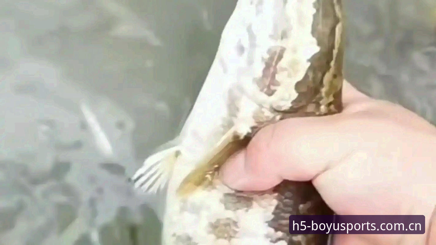 深度揭秘：博鱼体育登录地址下载不了怎么办？背后真相与解决方案